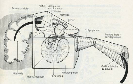 Fig. 2 - Constitution cavités de l'Oreille moyenne